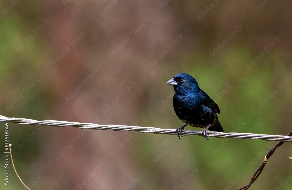 Small blue-black grassquit perched on a metallic wire with blurred background Small blue-black grassquit perched on a metallic wire with blurred background