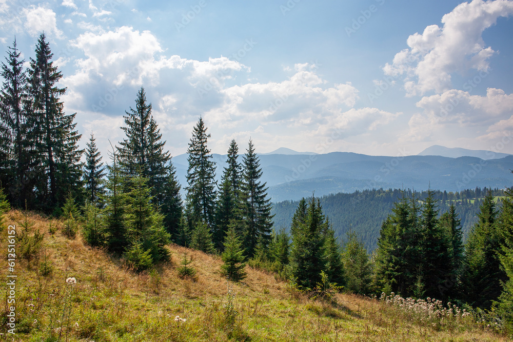 mountain landscape in the morning light with a forest on a grassy hill, fluffy clouds in a bright blue sky. nature freshness concept mountain landscape in the morning light with a forest on a grassy hill, fluffy clouds in a bright blue sky. nature freshness concept