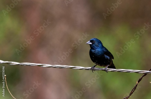 Small blue-black grassquit perched on a metallic wire with blurred background photo