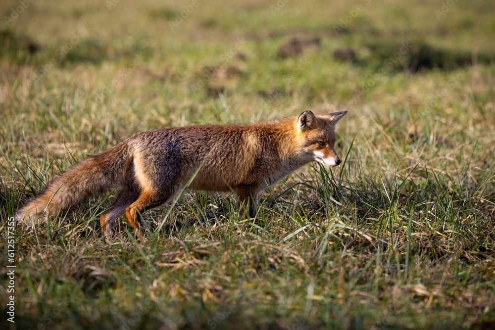 Adorable Iberian fox in the field looking for food Adorable Iberian fox in the field looking for food