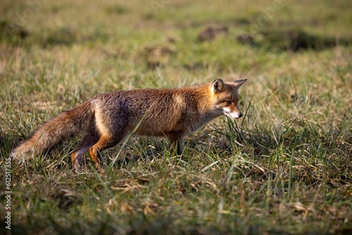 Fototapeta Naklejka Na Ścianę i Meble -  Adorable Iberian fox in the field looking for food