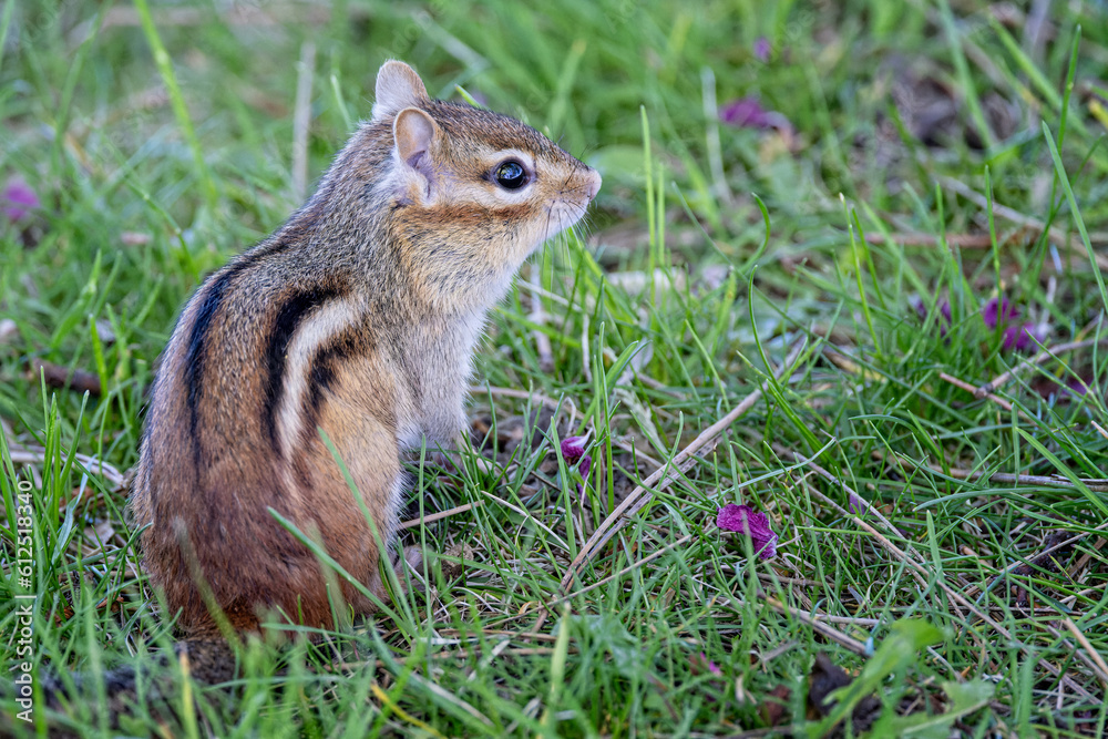 Close up of a wild Chipmunk on grass in alert pose Close up of a wild Chipmunk on grass in alert pose