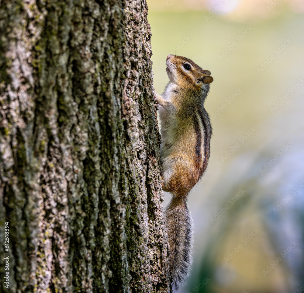 Obraz premium Close up of a wild Chipmunk climbing up a tree