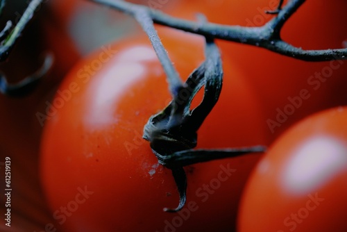 Closeup of cherry tomatoes with blurred background © Paul Lascar/Wirestock Creators