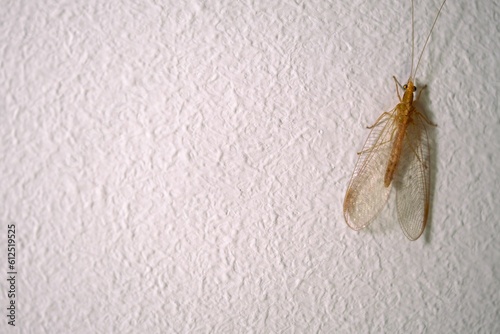 Small Dichochrysa insect on the white wall