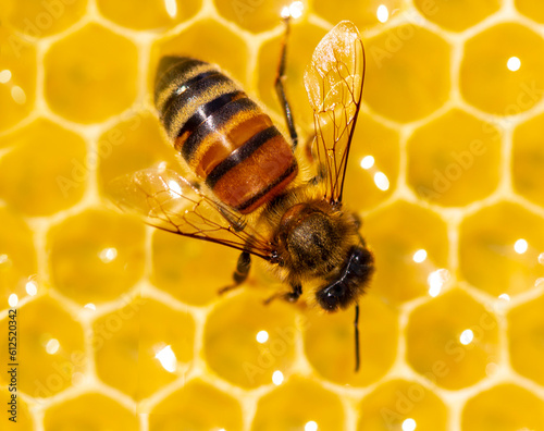 Bee close up. The bee transforms honeydew into honey. © The physicist