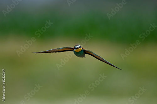 Bienenfresser // European bee-eater (Merops apiaster) - Kerkini Lake, Greece photo