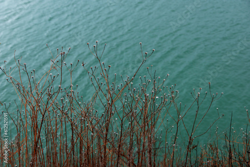 grass and water