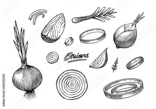 Onion bulb, Half cutout slice and rings. Hand drawn with ink in vintage style. Linear graphic outline design. Detailed vegetarian food. Vector illustration for label, poster, print