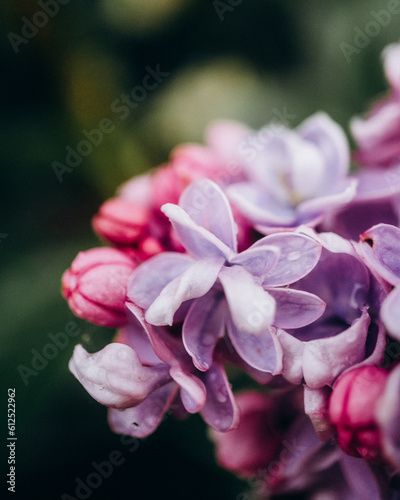 close up of a lilac flower