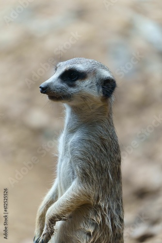 Portrait of a Meerkat animal looking up with blur background © Alfredo Koch/Wirestock Creators