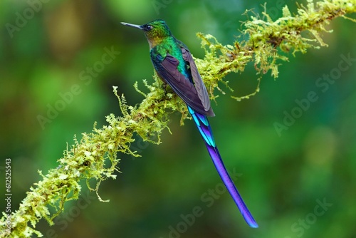 Картината върху платно Shallow focus of a Violet-tailed sylph perching on tree branches with blur backg