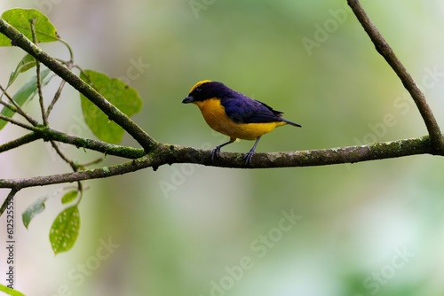 Thick-billed euphonia perching on tree branches with blur background