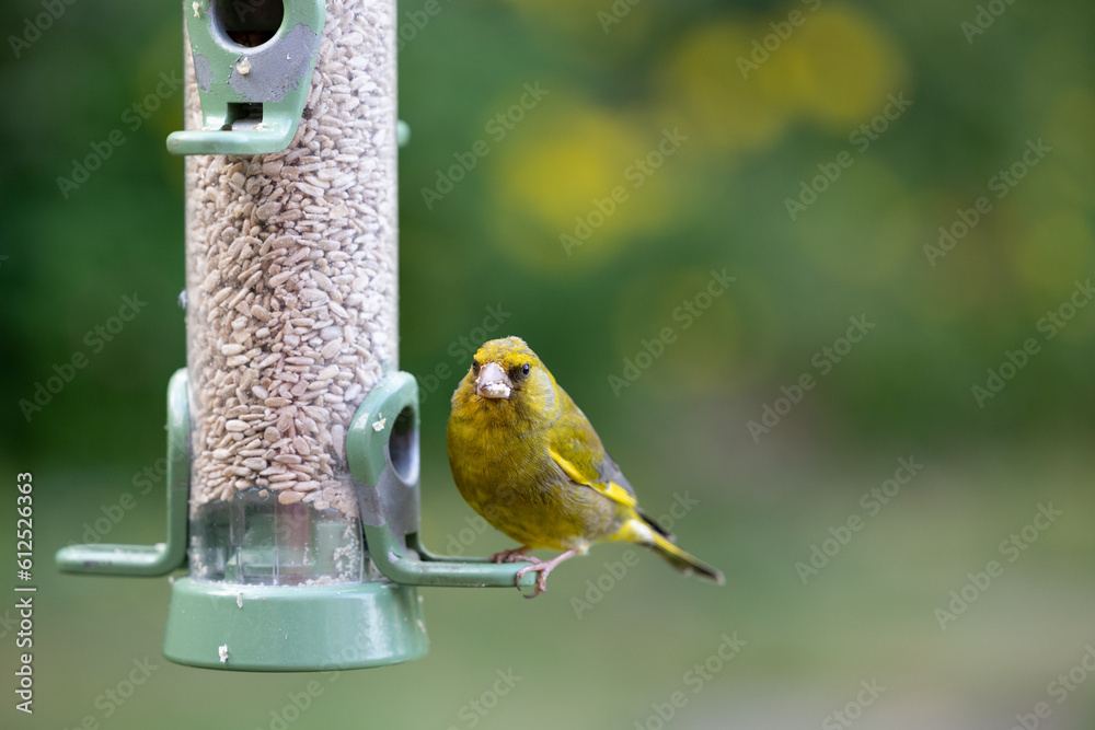 Male greenfinch (Chloris chloris) is feeding at a bird feeder filled with sunflower hearts in a garden with green foliage, natural, background - Yorkshire, UK in June Male greenfinch (Chloris chloris) is feeding at a bird feeder filled with sunflower hearts in a garden with green foliage, natural, background - Yorkshire, UK in June