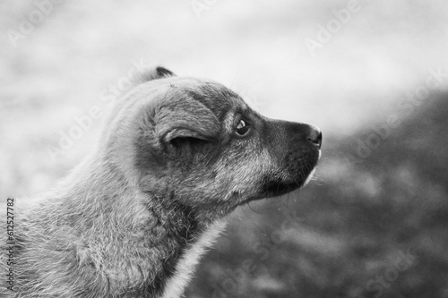portrait of a dog black and white 