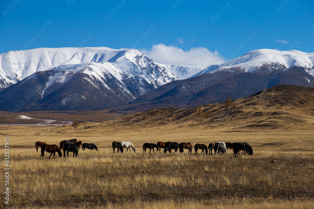 Horses walking on the steppe in the fall with the mountains as a backdrop
