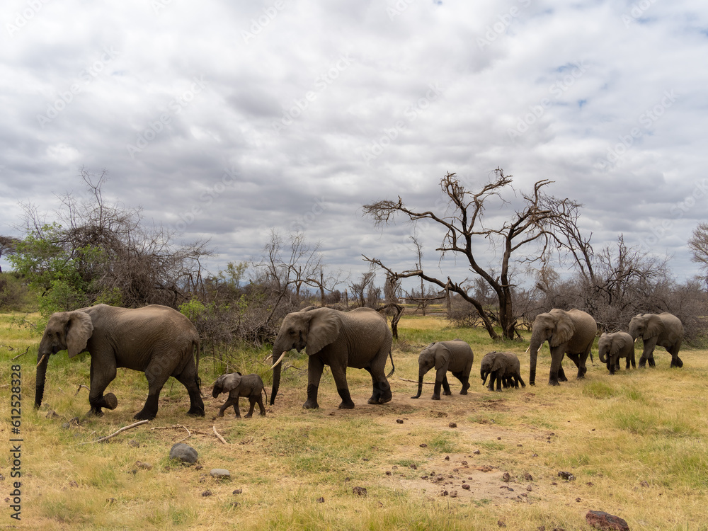 Naklejka premium Herd of elephants walking as a family in the savannah. Manyara lake, Tanzania