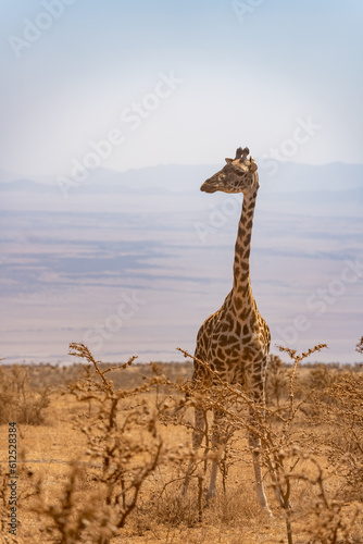 magnificent giraffe bending over to eat on the savannah