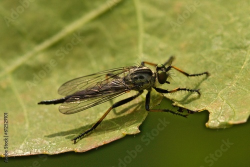 Closeup shot of a neoitamus insect on a green leaf. © Kivandam/Wirestock Creators