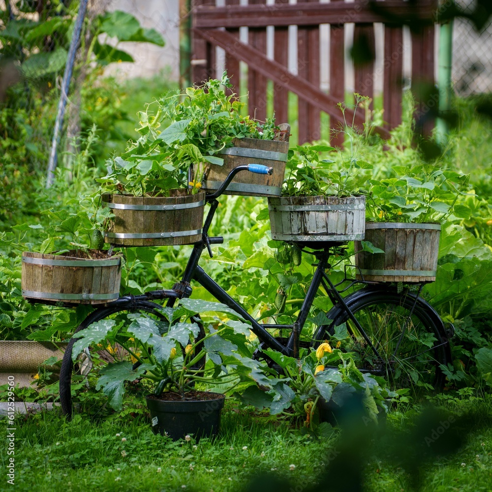 Closeup of s bicycle with flower pots as a garden interior Closeup of s bicycle with flower pots as a garden interior