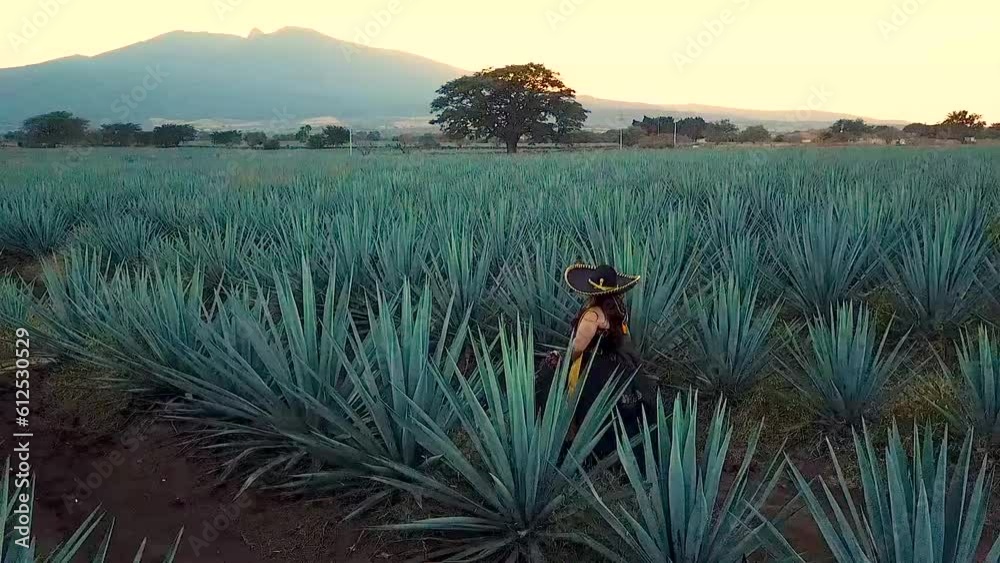 charro mujer sobre agaves tequila jalisco en el atardecer