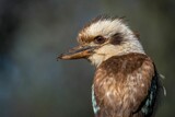 Rear view of a laughing kookaburra on a sunny day with blur background