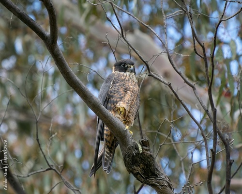 Australian hobby (little falcon) perching on a bare tree branch in the daytime with blur background
