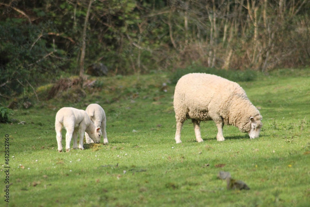 Wooly mother sheep grazing in a sunny green field with her two babies behind her Wooly mother sheep grazing in a sunny green field with her two babies behind her