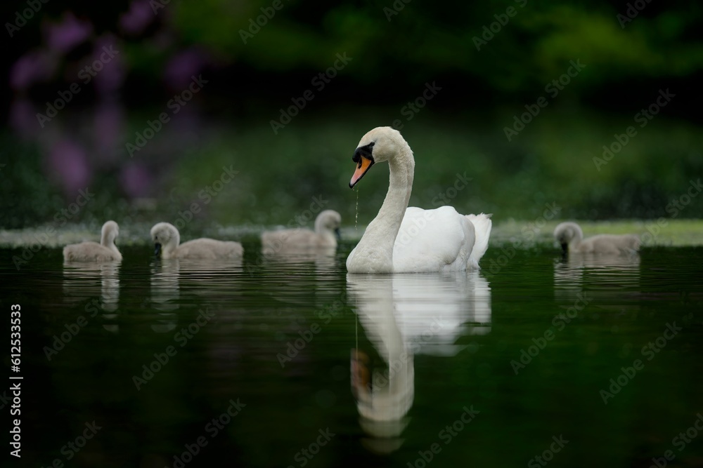 Swan and Cygnets Dabbling in Ornate Lake Swan and Cygnets Dabbling in Ornate Lake