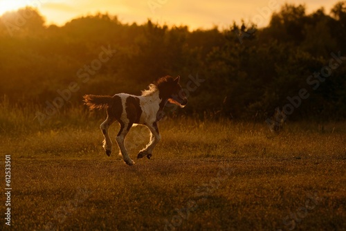 A beautiful white brown foal running around on a field at sunset