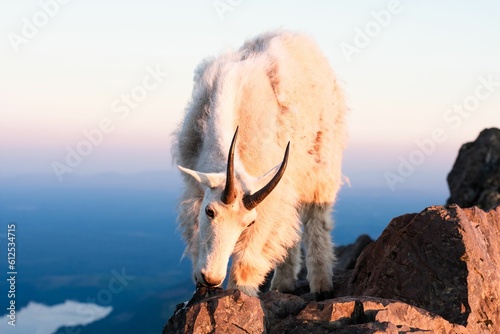 Closeup aof a mountain goat on rocky mountains during the sunset in Washington, the US photo