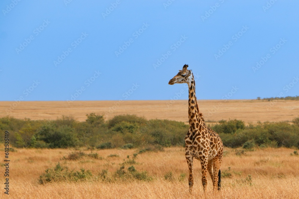 Obraz premium Beautiful view of a Giraffe in the blue sky