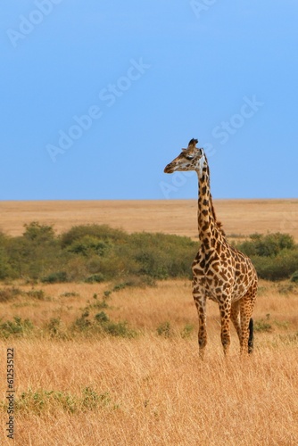 Photography Beautiful view of a Giraffe in the blue sky