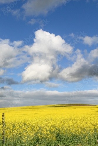 Vertical shot of the beautiful landscape with a field of yellow rapeseed flowers under a blue sky