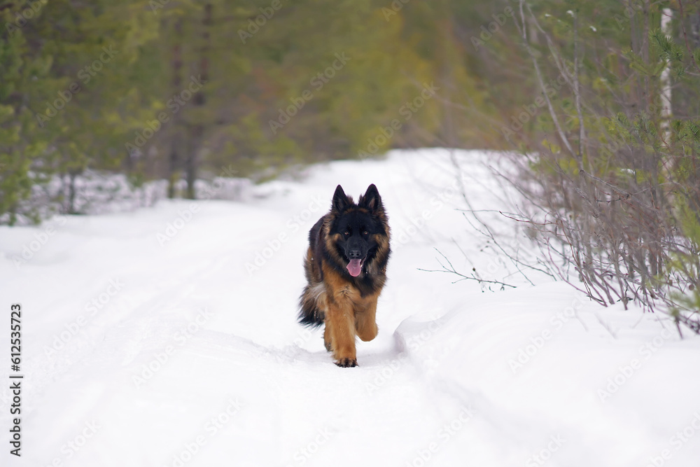 Adorable young long-haired black and tan German Shepherd dog posing outdoors walking on a snow in winter Adorable young long-haired black and tan German Shepherd dog posing outdoors walking on a snow in winter