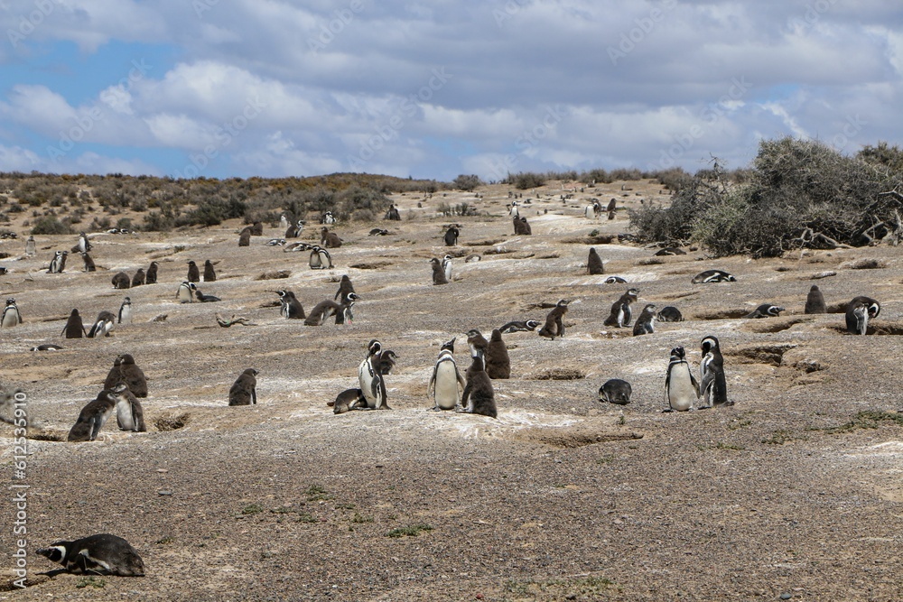 Large colony of the Magellanic penguins in the nature reserve of Punta Tombo in Patagonia, Argentina