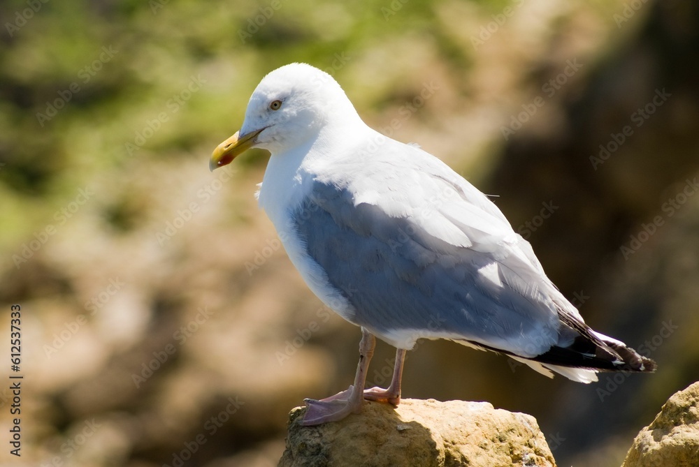 Closeup shot of beautiful seagull standing on a stone in the sunlight against blur background Closeup shot of beautiful seagull standing on a stone in the sunlight against blur background