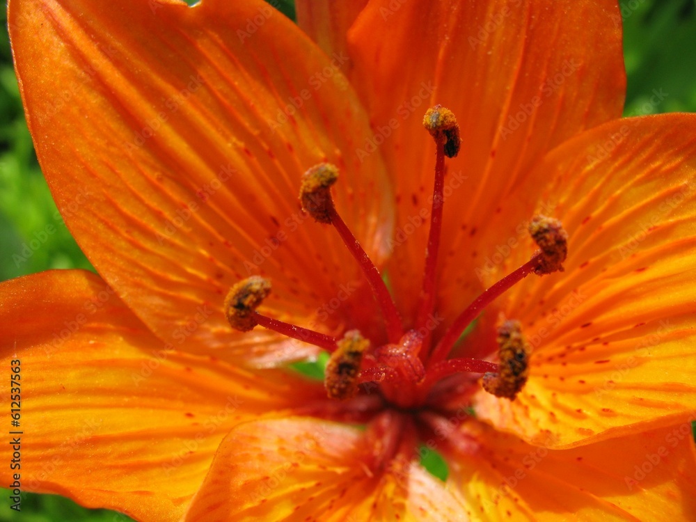 Closeup shot of an orange lilies with stamen on the blurred background