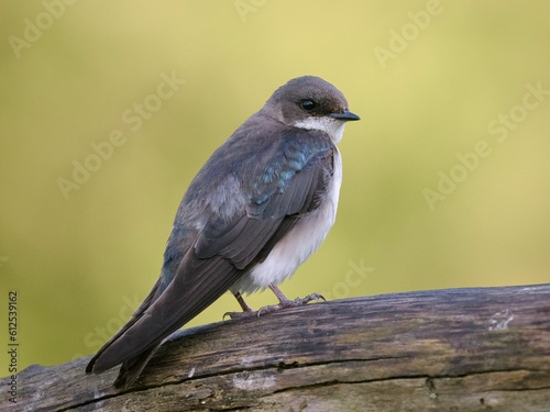 Perched Tree Swallow © Kevin Giannini/Wirestock Creators