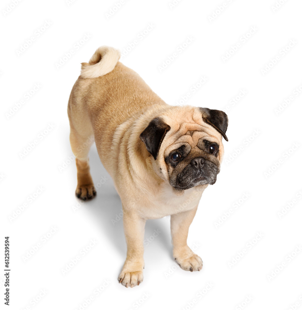 Purebred funny pug on a white background.