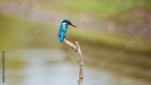 Kingfisher bird perched on a tree branch © Bish19/Wirestock Creators