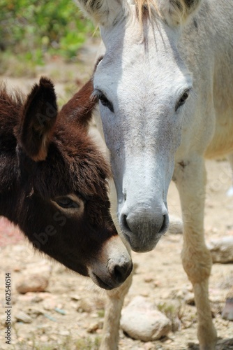 Closeup shot of a white horse and a donkey in a field in Bonaire