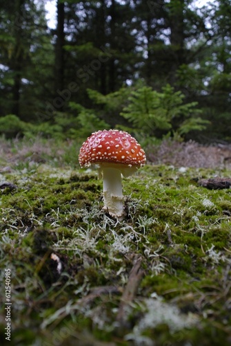 Deadly mushroom in forest in the fall
