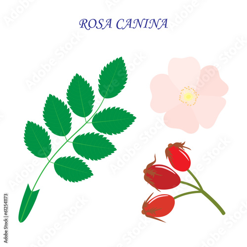 Rosa canina on a white background. Leaf, flower and fruit.