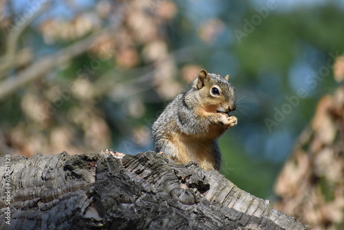 squirrel in the park © David