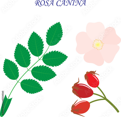 Rosa canina on a white background. Leaf, flower and fruit.