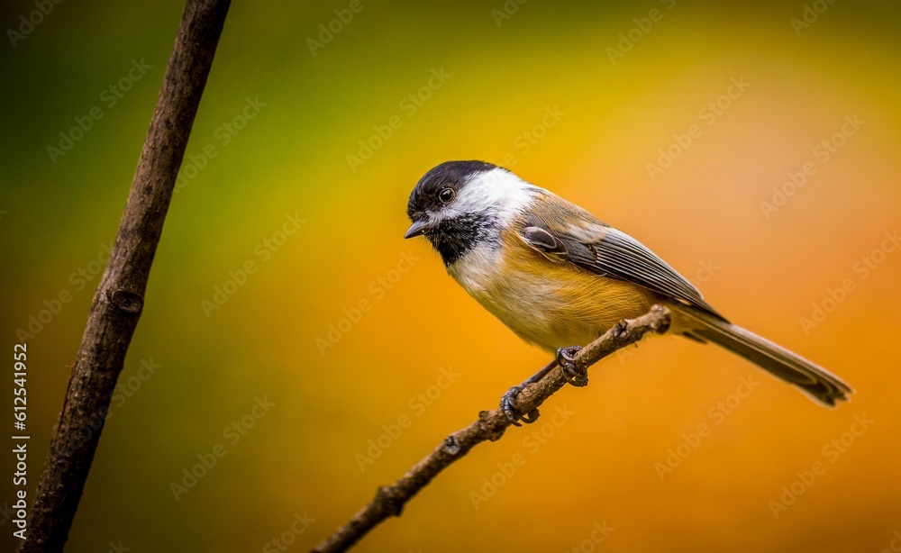 Naklejka premium Resting before taking off again