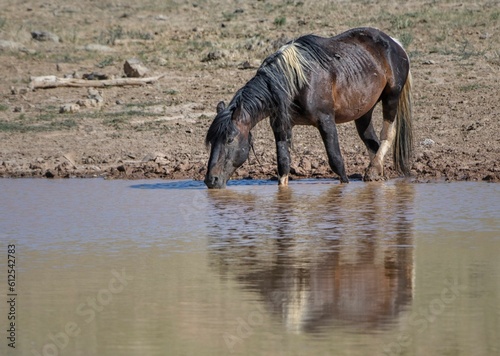 Fluffy Mustang horse drinking from pond water in McCullough Peaks Area in Cody  Wyoming