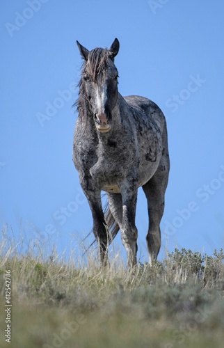 Nokota horse standing on grass farm under blue sky in McCullough Peaks Area in Cody  vertical shot