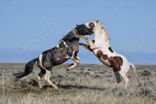 Wild horses hugging and jumping in McCullough Peaks Area in cody, Wyoming with blue sky photo